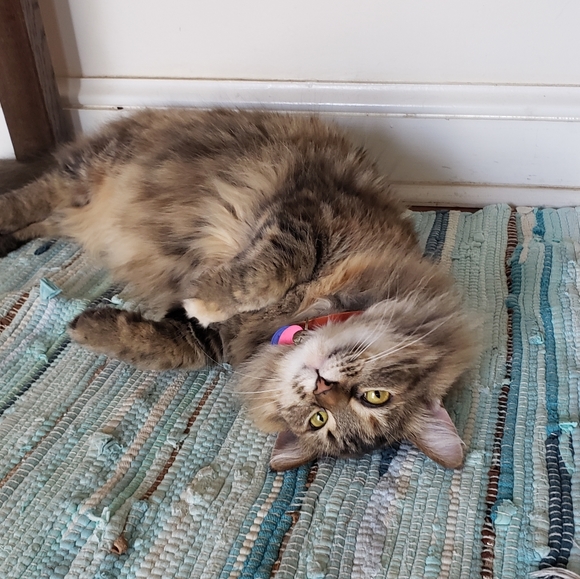 Meet your Posher, Buffy - Picture 6 of 9